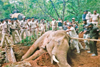 Kundapur: Lone wild elephant captured after three-day operation in Siddapura